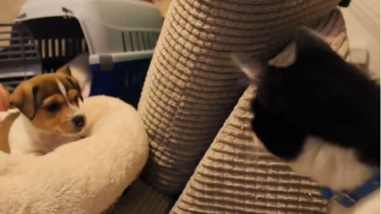VIDEO Mačak je dobio nove članove obitelji. Ovako nešto slatko će vam uljepšati dan
